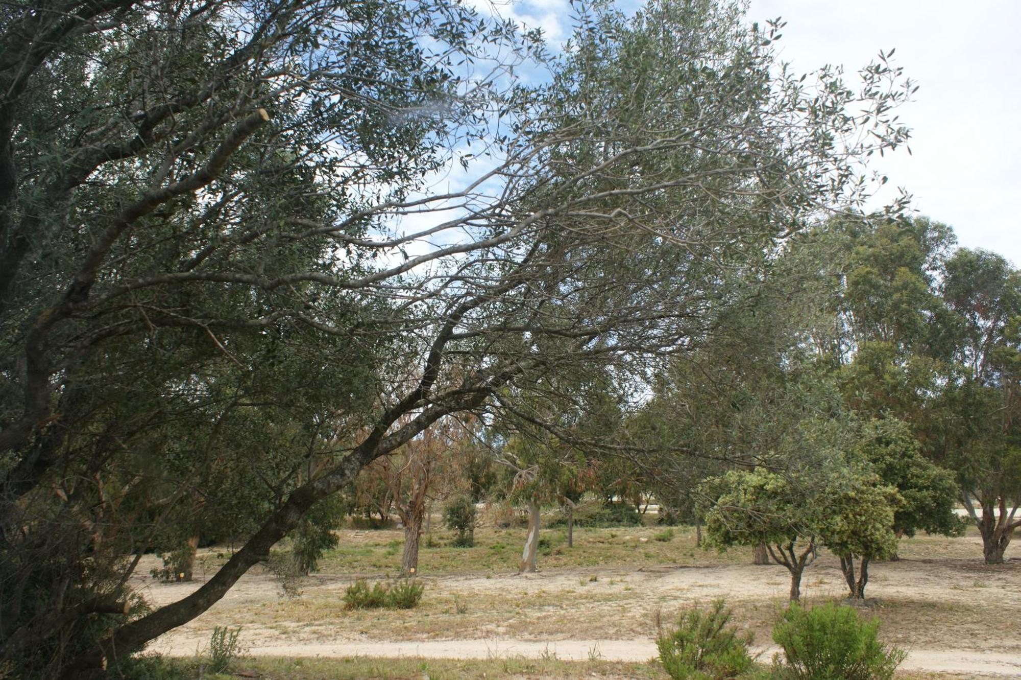 Belle Location Sur Lumio Avec Vue Remarquable Et Jardin Villa Kültér fotó